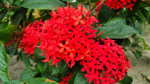 রঙ্গন ফুল